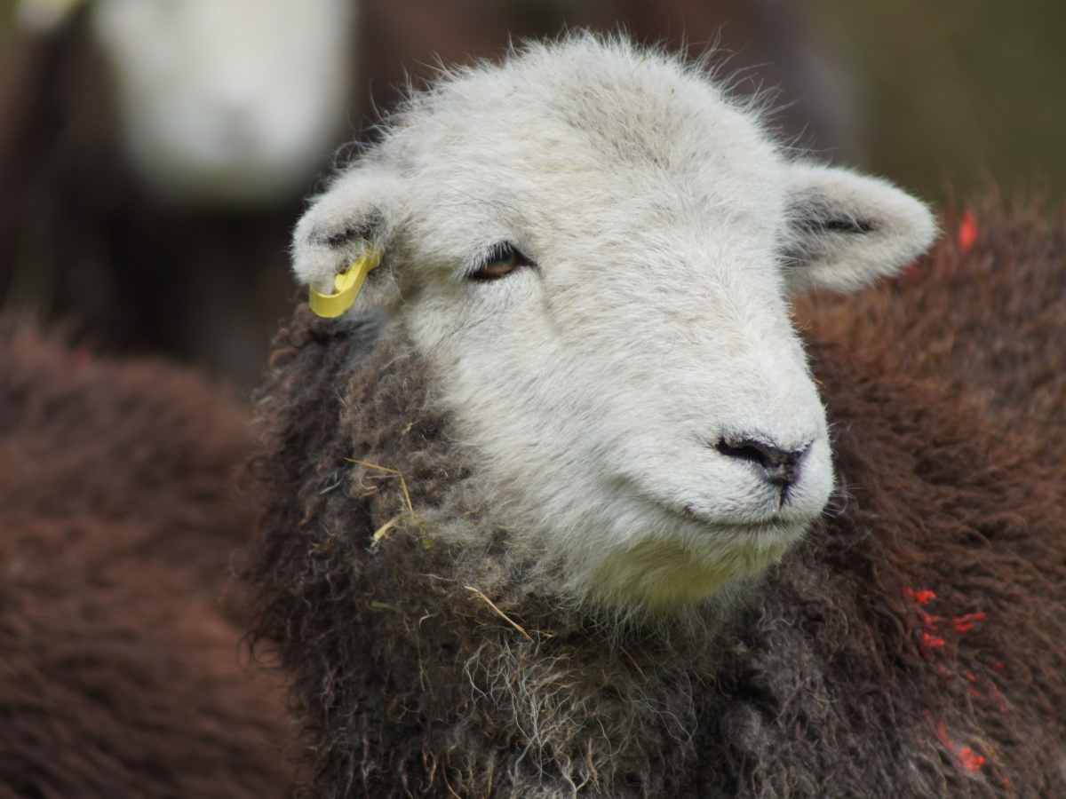 herdwick tweed flock to fleece pictures