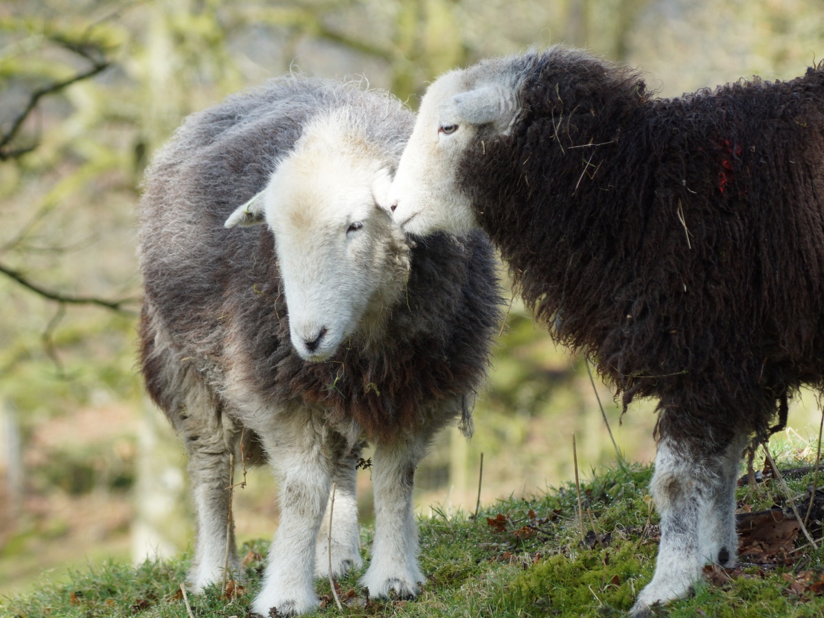 herdwick tweed flock to fleece pictures