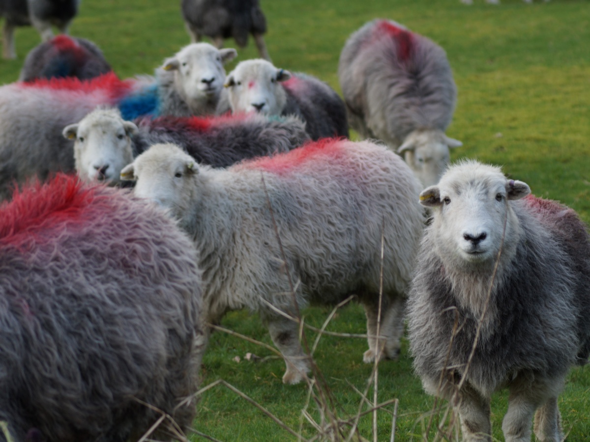 herdwick tweed flock to fleece pictures